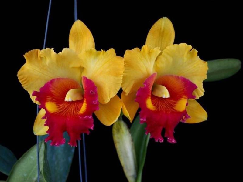 Орхидея FS62 Cattleya Chaweewan Delight