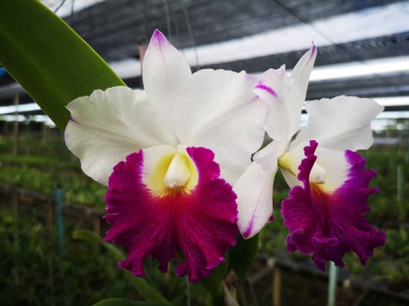 Орхидея FS70 Cattleya Krichaya Delight