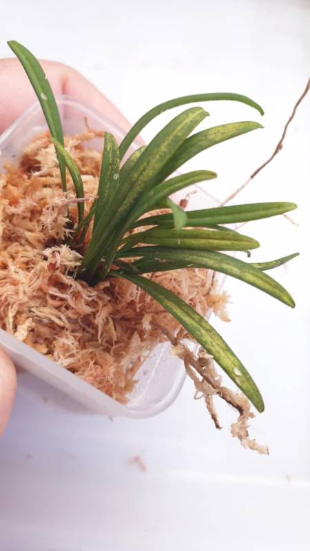Орхидея K12 Dryadella cristata