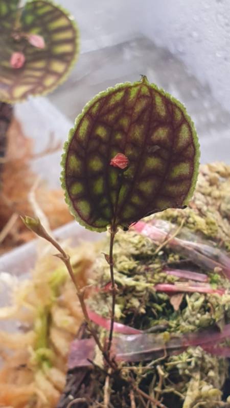 Орхидея K01 Lepanthes calodictyon