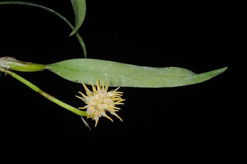 Орхидея FS33 Bulbophyllum odoratissimum