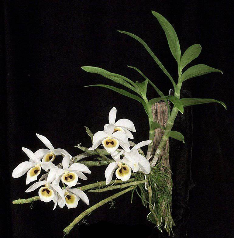 Орхидея FS133 Dendrobium bensoniae