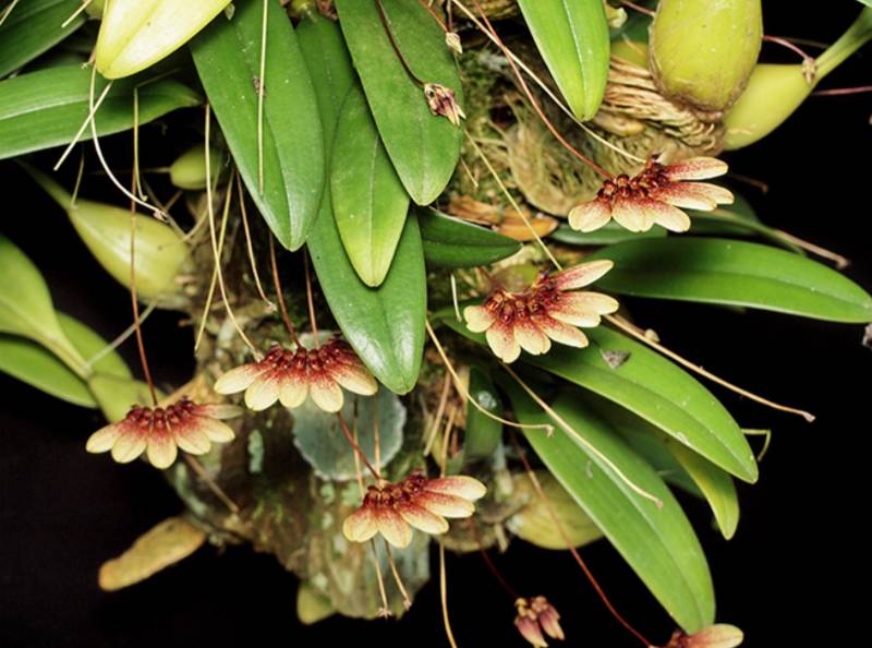 Орхидея FS16 Bulbophyllum flabellum-veneris var. flava
