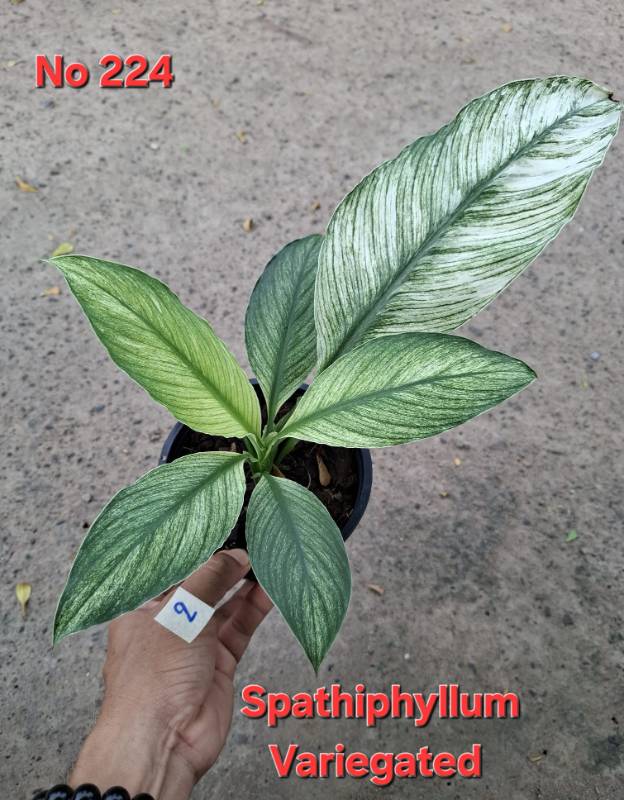 Спатифиллум 224 Spathiphyllum Sensation Mint