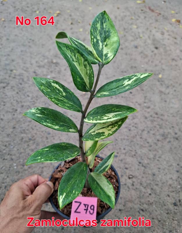 Замиокулькас 164 Zamioculcas zamifolia Z79
