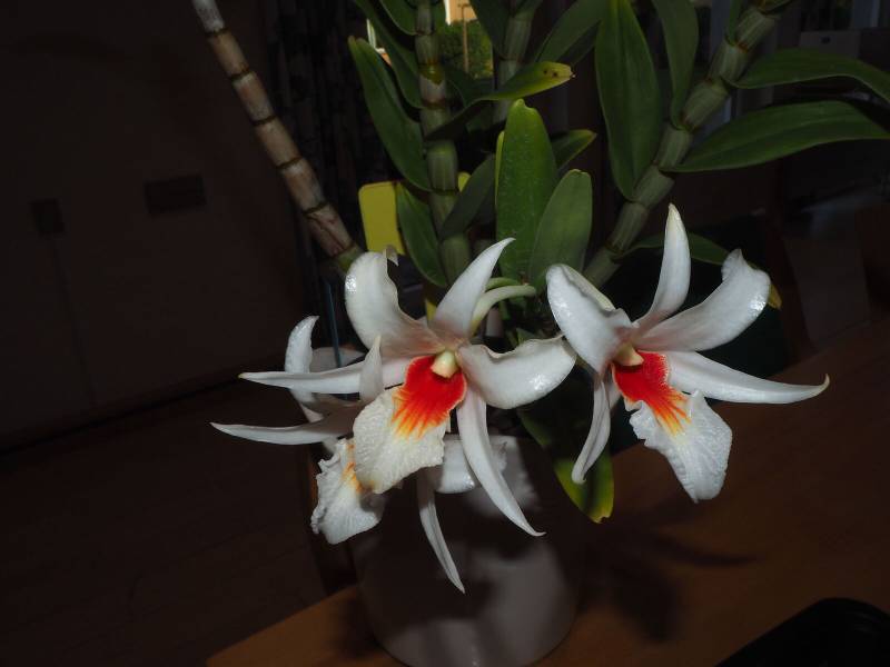Орхидея FS157 Dendrobium draconis