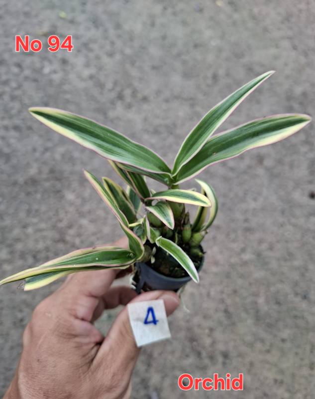 Орхидея 94 Dendrophalenopsis sp. variegated