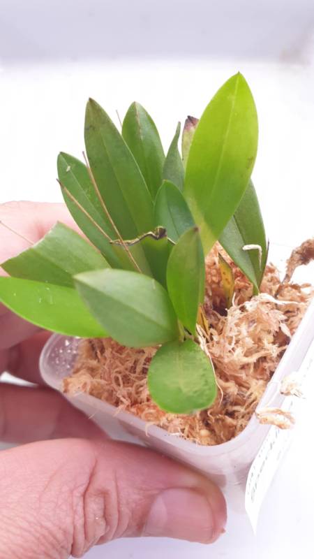 Орхидея K15 Specklinia scolopax