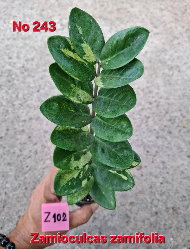 Замиокулькас 243 Zamioculcas zamifolia Z102