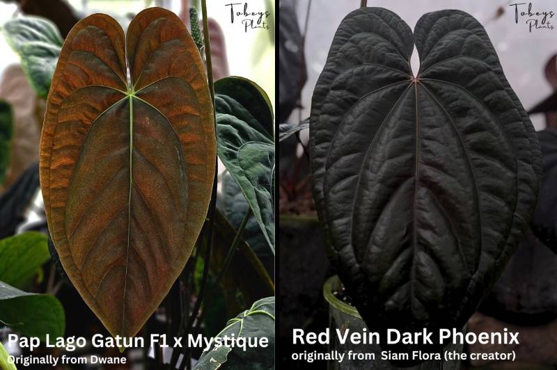 Антуриум 4T16 Anthurium (Papillilaminum Lago Gatun X Mystique) X RVDP