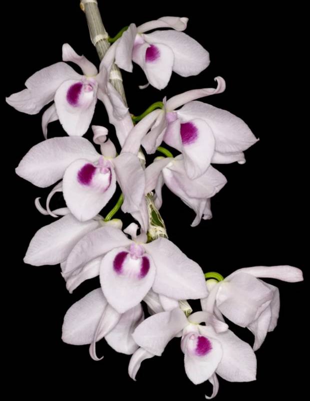 Орхидея FS127 Dendrobium anosmum var. coerulea