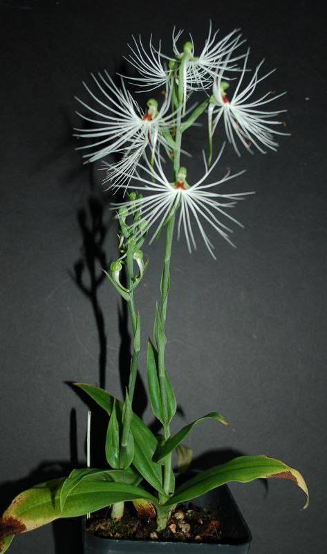 Орхидея FS98 Habenaria myriotricha