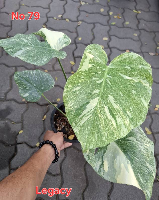 Монстера 79 Monstera Legacy