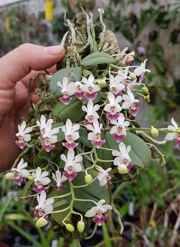 Орхидея FS113 Phalaenopsis parishii