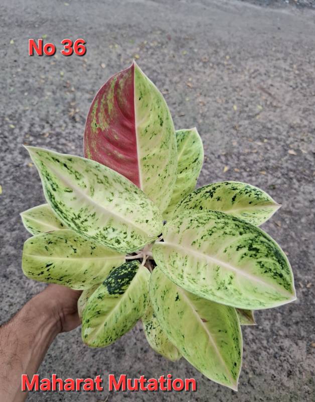 Аглаонема 36 Aglaonema Maharat Mutation