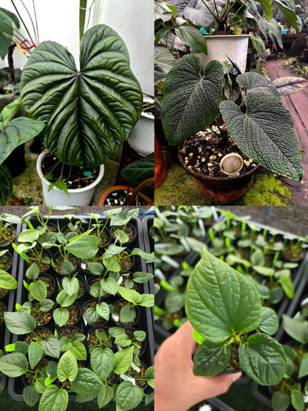 Антуриум 4G71 Anthurium Luxurians CF X Splendidum