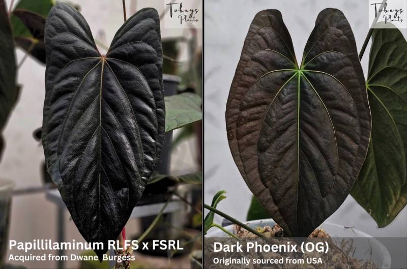 Антуриум TP14 Anthurium (Papillilaminum RLFS X FSRL) X Dark Phoenix