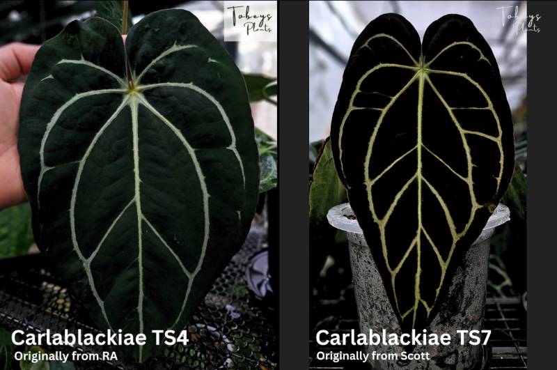 Антуриум TP17 Anthurium Carlablackiae TS4 X Carlablackiae TS7
