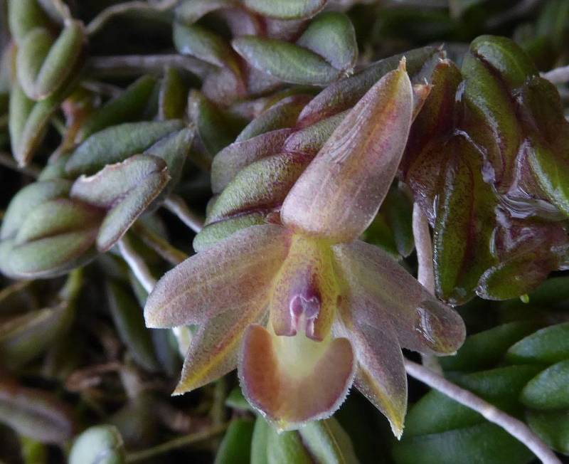 Орхидея FS93 Epidendrum schlechterianum