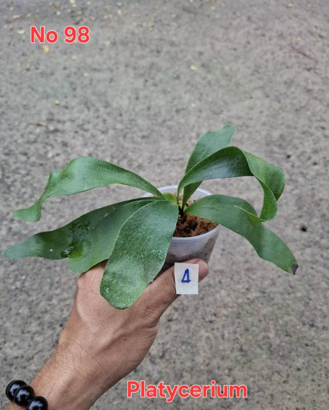 Папоротник 98 Platycerium sp