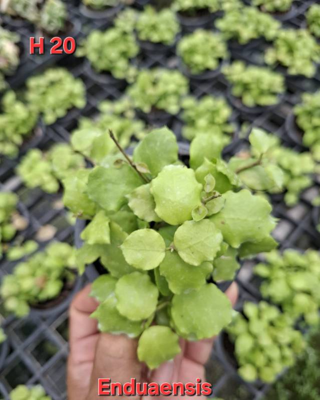 Хойя H20 Hoya endauensis