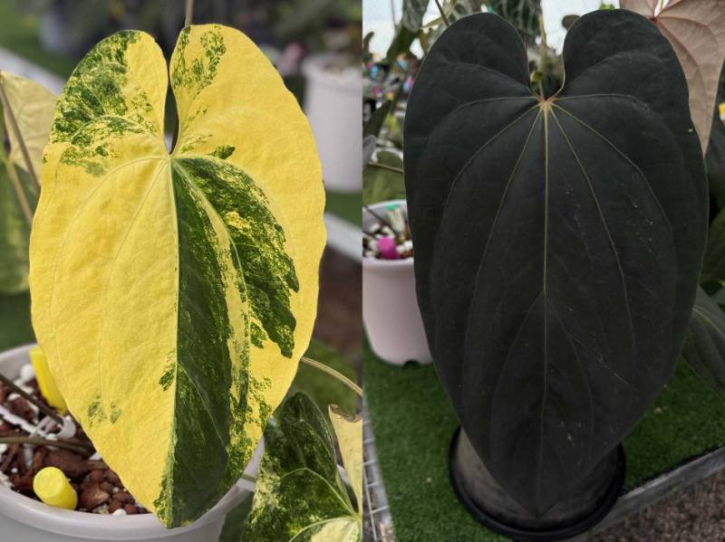 Антуриум 4G51 Anthurium Papililaminum var X ((Midnight Velvet X Sanguineum) X Antolakii)