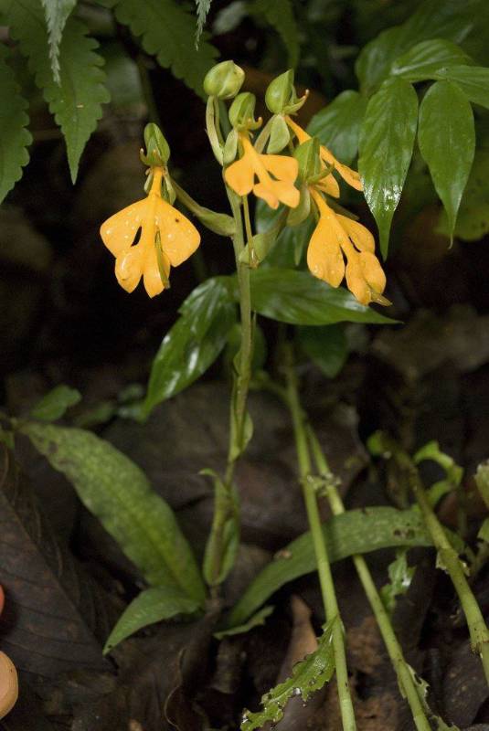 Орхидея FS101 Habenaria rhodocheila var. yellow