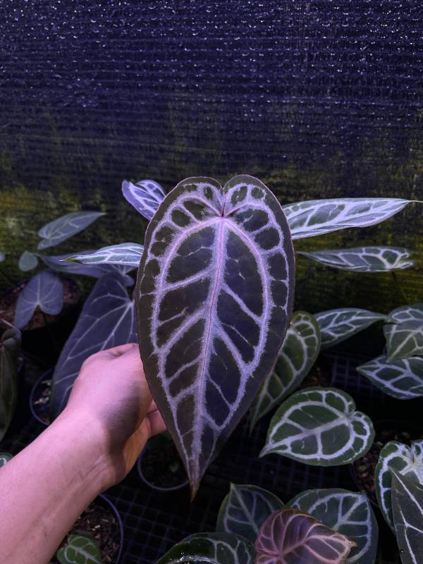 Антуриум §§64 Anthurium KOS X Red Crystallinum