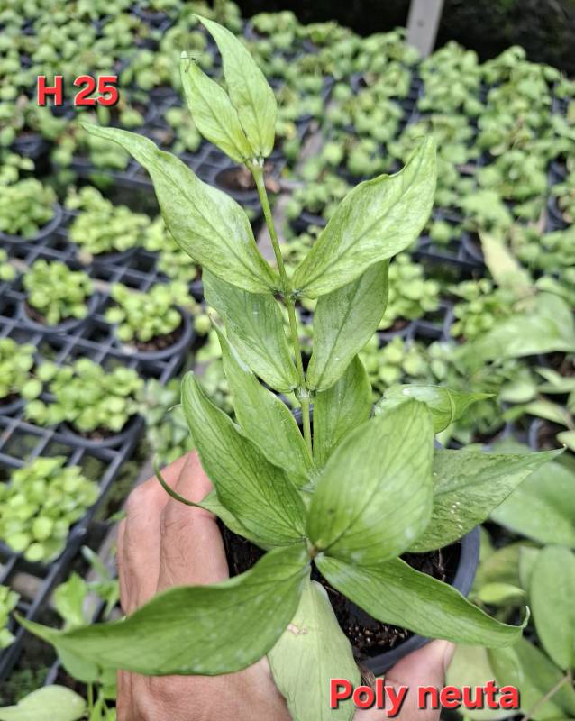 Хойя H25 Hoya polyneura