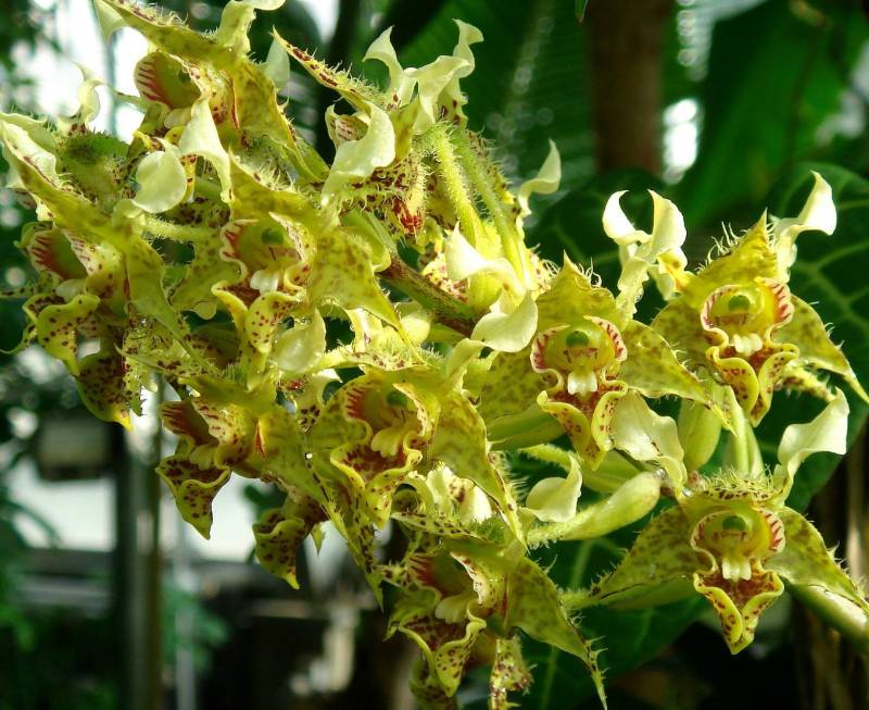Орхидея FS153 Dendrobium macrophyllum