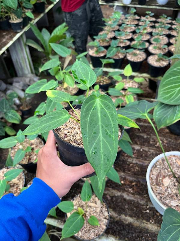 Антуриум AA07 Anthurium KOS x Warocqueanum