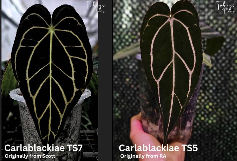 Антуриум 4T28 Anthurium Carlablackiae TS7 X Carlablackiae TS5