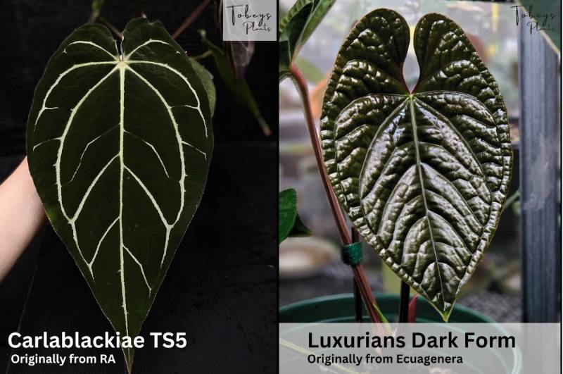 Антуриум 4T37 Anthurium Carlablackiae TS5 X Luxurians df