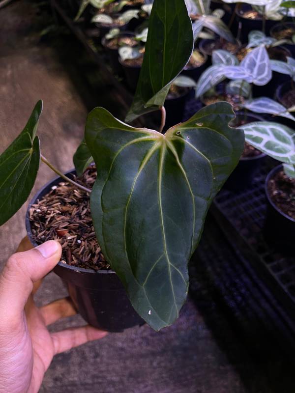 Антуриум §§65 Anthurium NOID