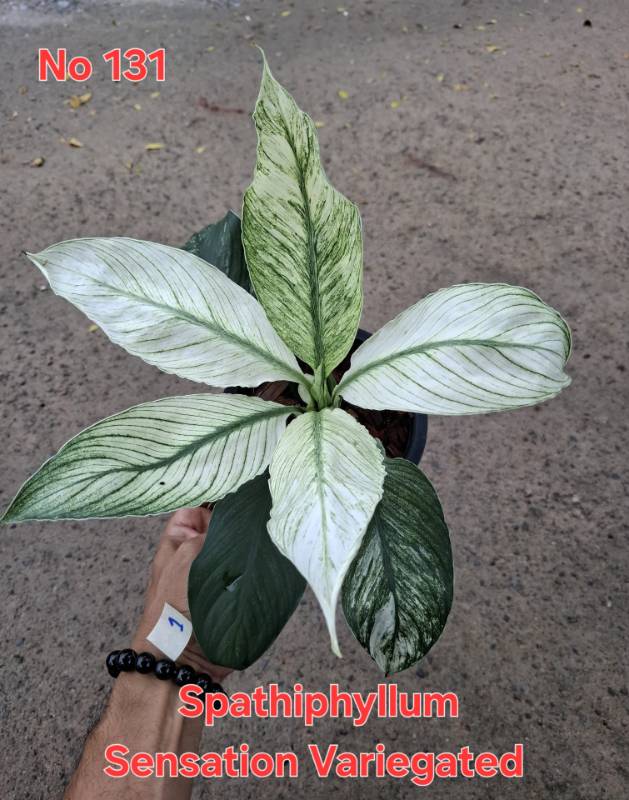 Спатифиллум 131 Spathiphyllum Sensation variegated