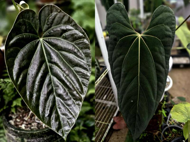 Антуриум 4G38 Anthurium Andrean moon X Ralph Lynam