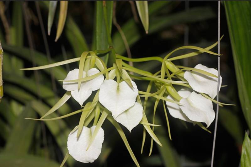 Орхидея FS07 Brassavola Little Star