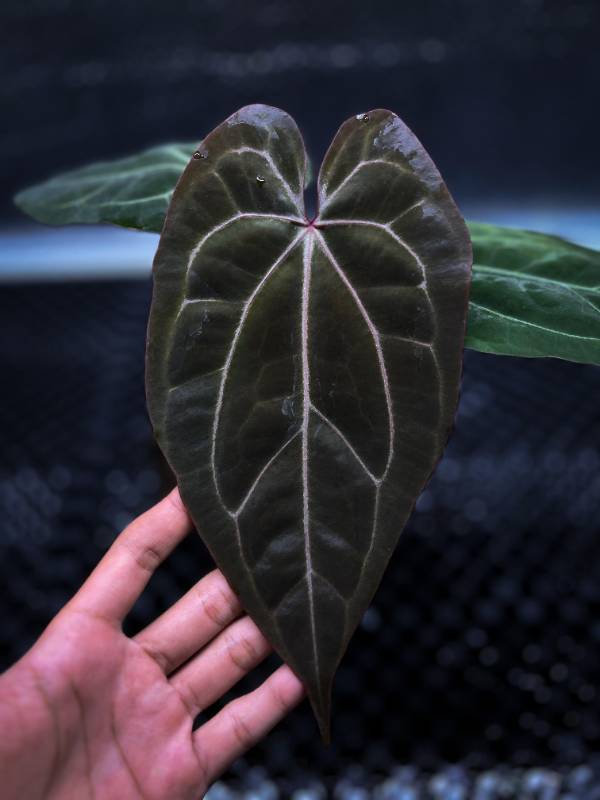 Антуриум §§78 Anthurium BVIT x (Zara x Michelle)