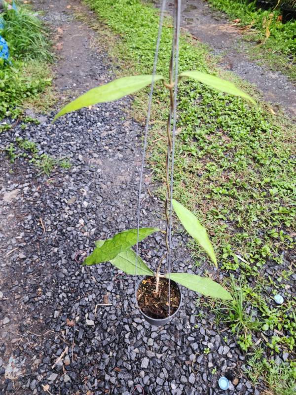 Хойя HN04 Hoya​ Clememsiorum​ Long​ Leaves