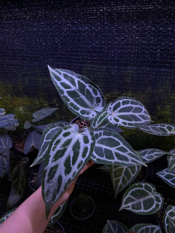 Антуриум §§63 Anthurium KOS X Red Crystallinum