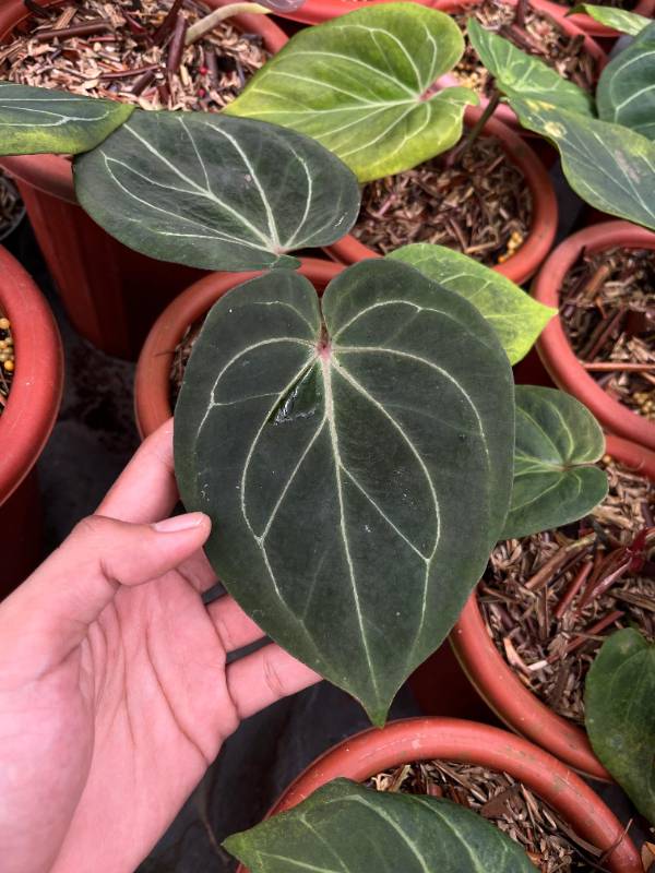 Антуриум §§37 Anthurium KOS Red Veins