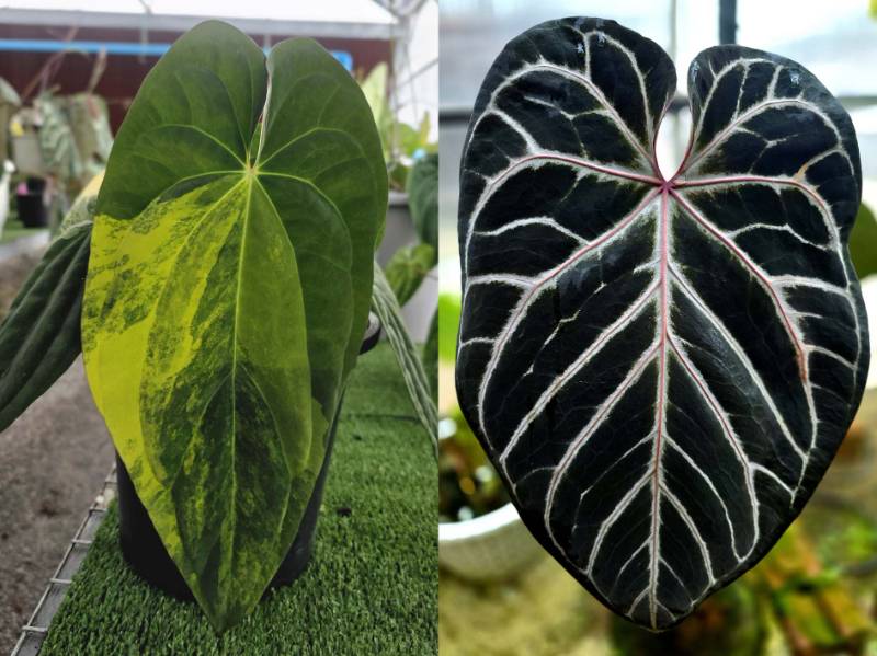 Антуриум 4G90 Anthurium (Papillilaminum var X BVEP) X Red Crystallinum Tezula