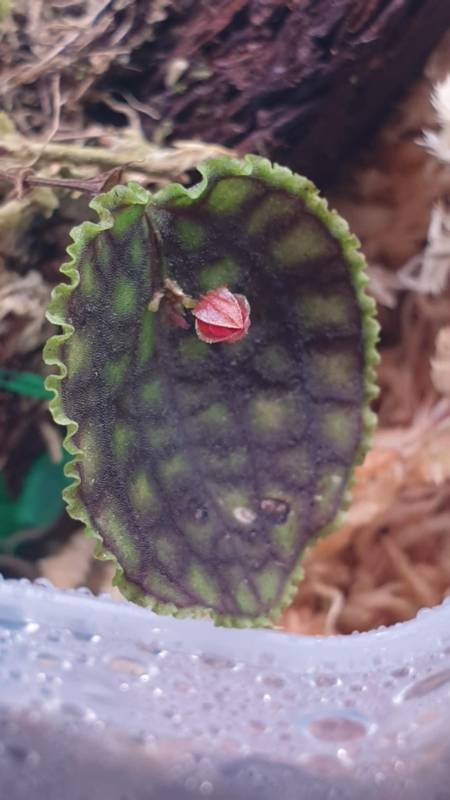 Орхидея K01 Lepanthes calodictyon