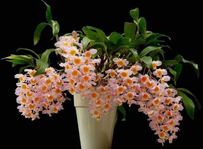 Орхидея FS143 Dendrobium farmeri var. pink