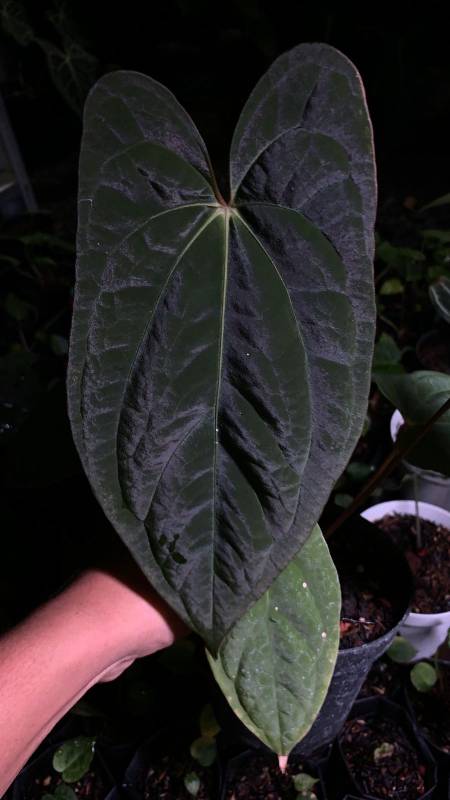 Антуриум AA15 Anthurium Galaxy L