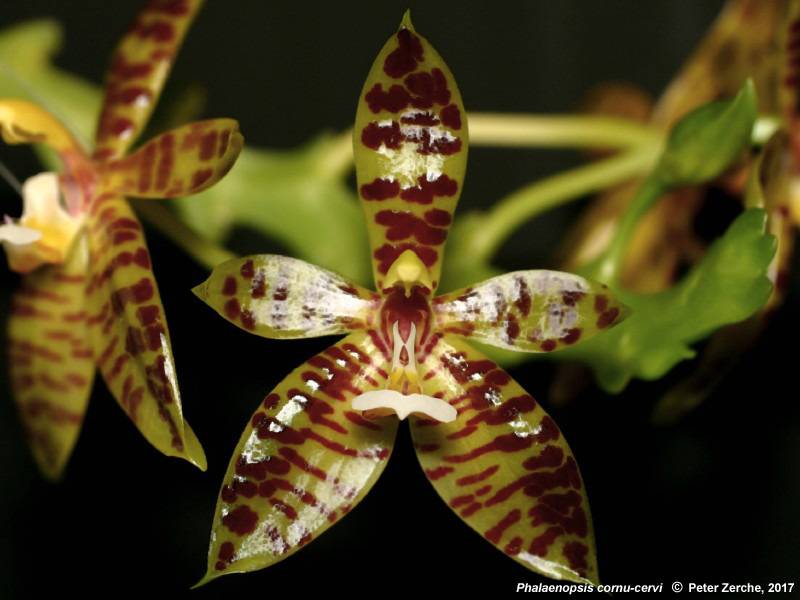 Орхидея O02 Phalaenopsis cornu-cervi
