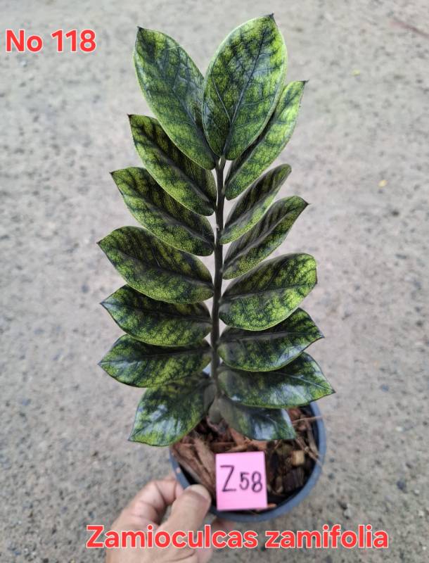 Замиокулькас 118 Zamioculcas zamifolia Z58
