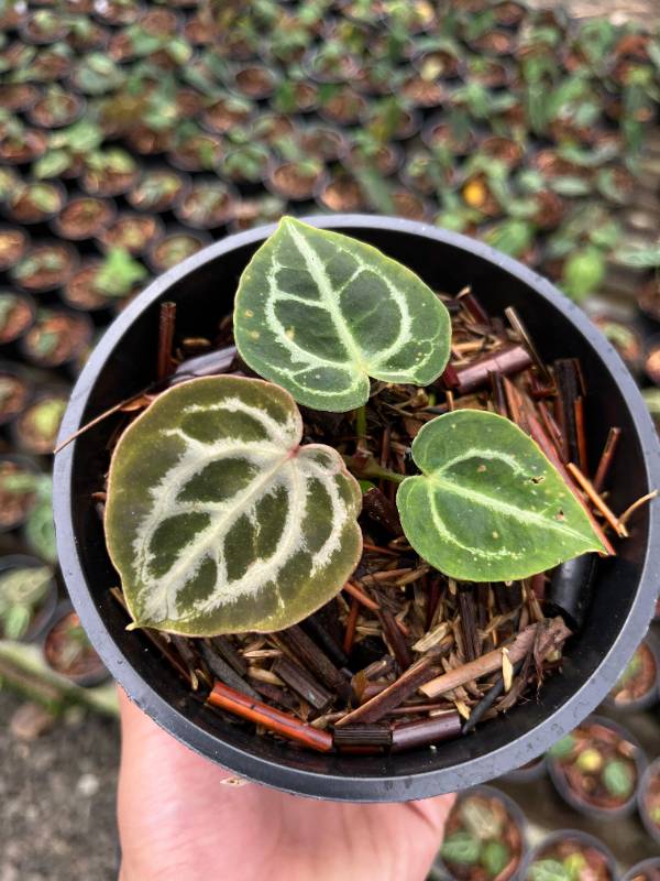 Антуриум §§71 Anthurium Purple Mystique Mutation