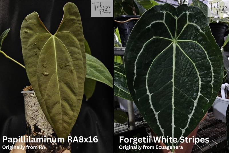 Антуриум 4T40 Anthurium (Papillilaminum RA8 X 16) X Forgetii White Stripes