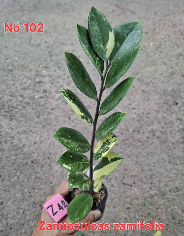 Замиокулькас 102 Zamioculcas zamifolia Z42